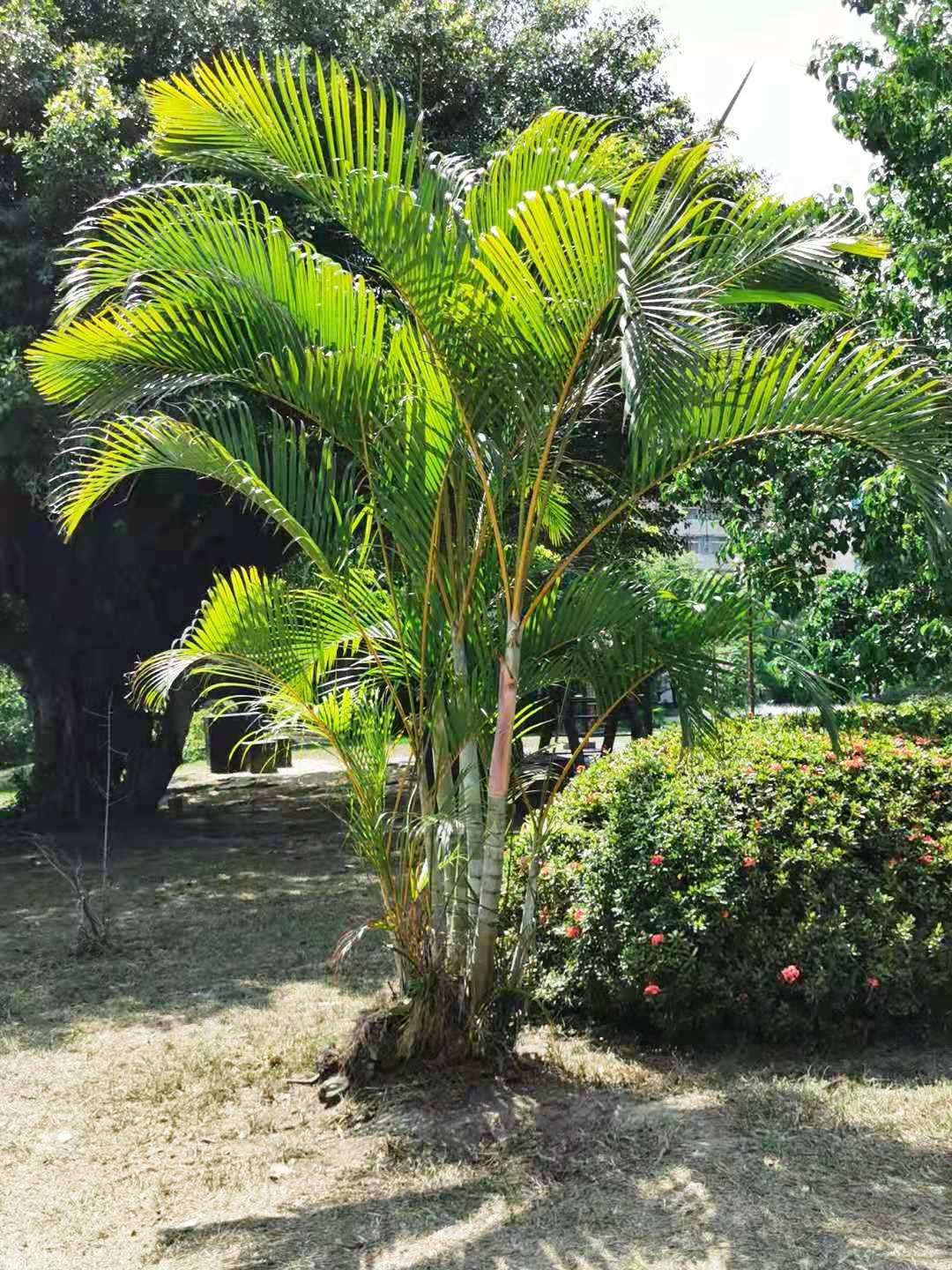 Palem Kuning