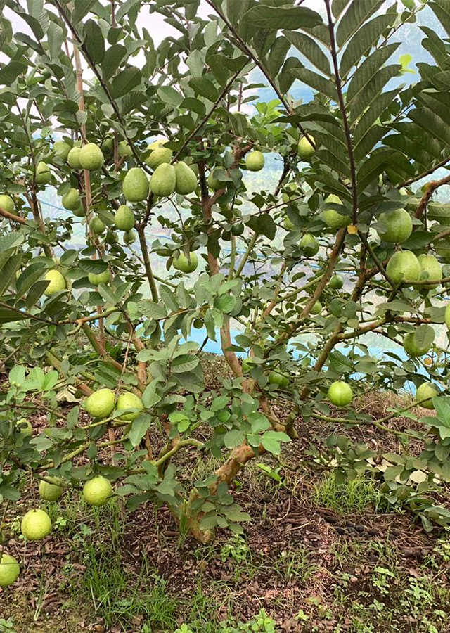 Jambu Biji