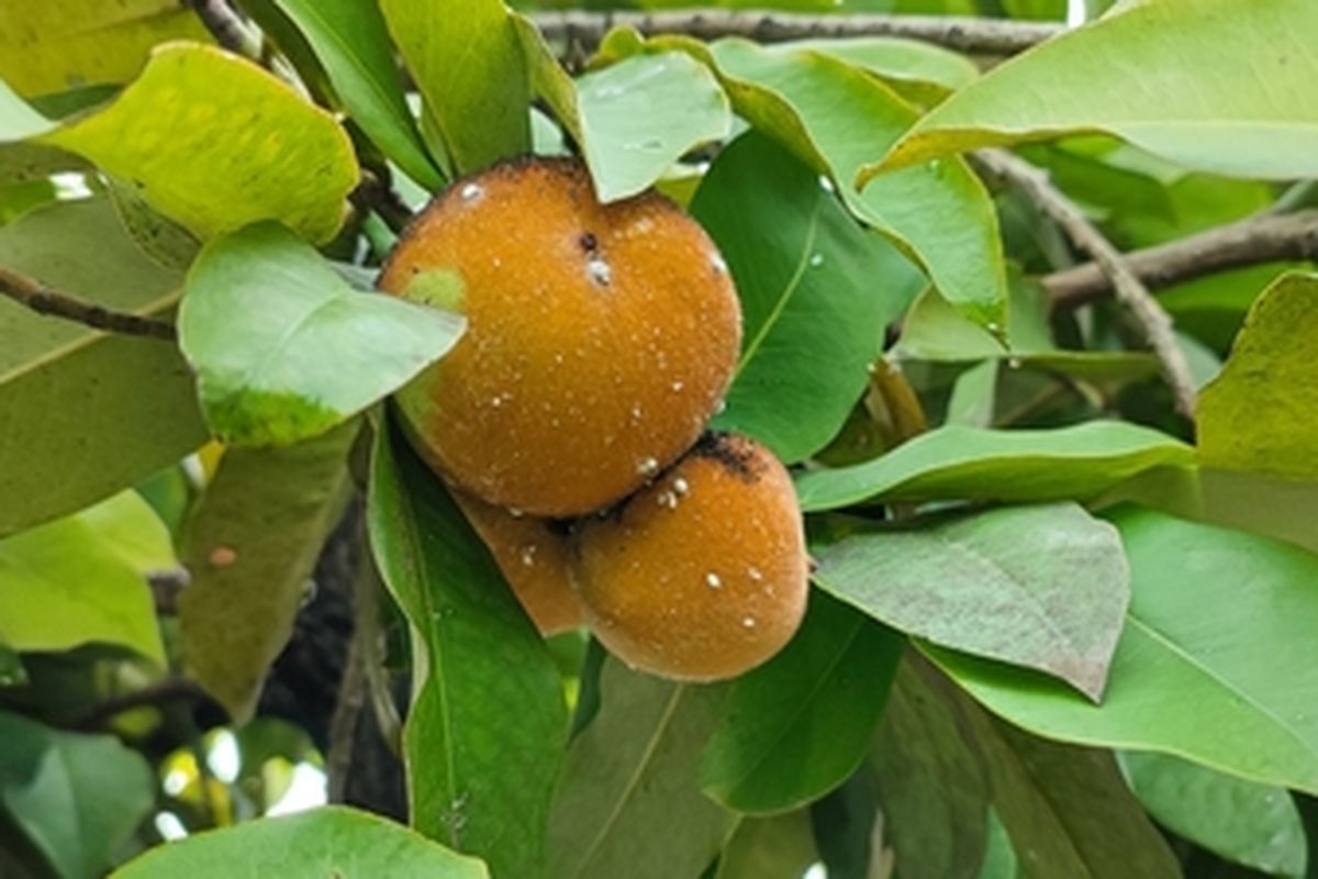Buah mentega/Bisbul