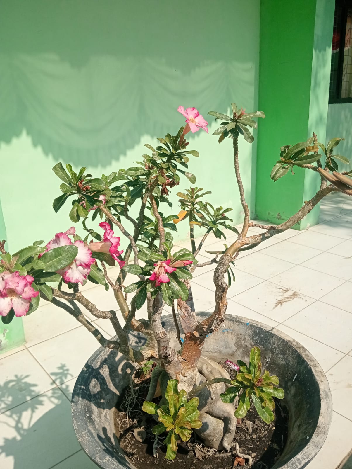 Kamboja Jepang