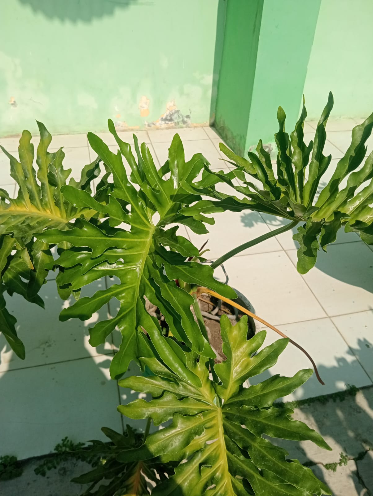 Philodendron