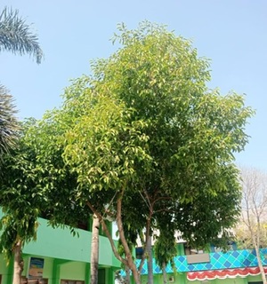 Pohon tanjung