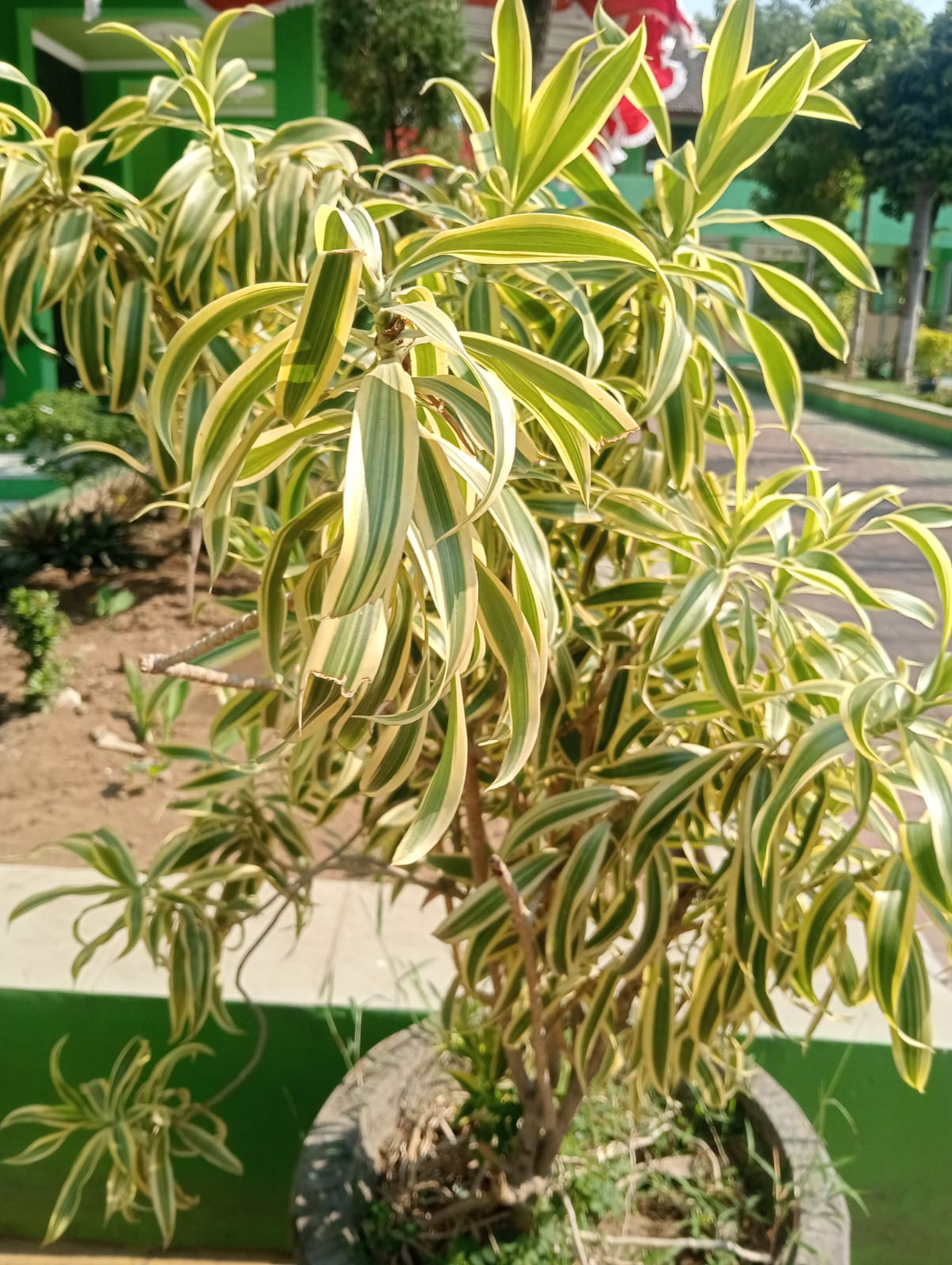 Dracaena / Bambu Jepang