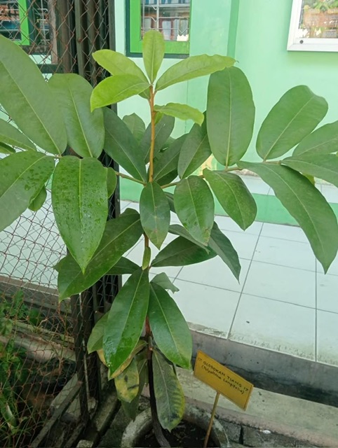 Glodokan tiang