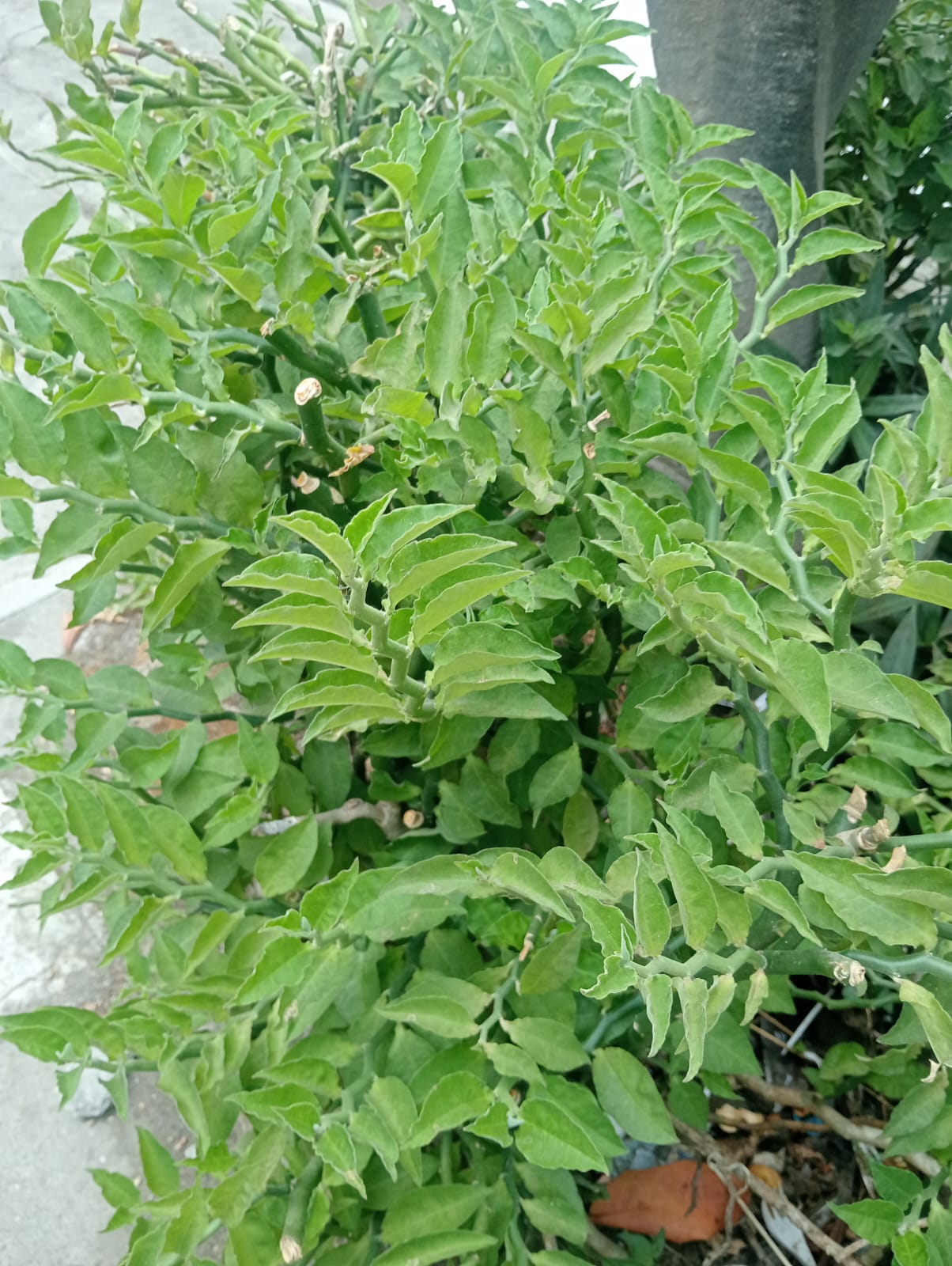 Euphorbia