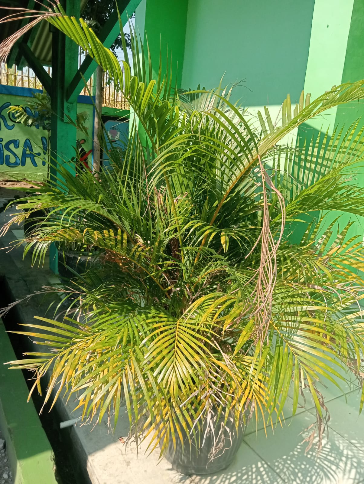 Palem kuning