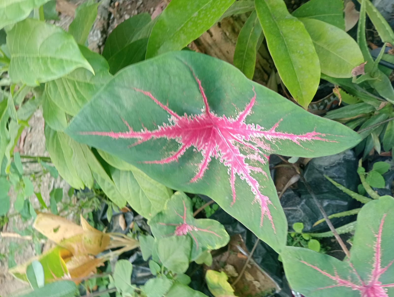 Keladi Hias