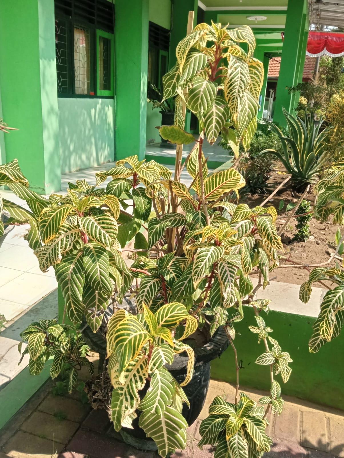 Daun Zebra