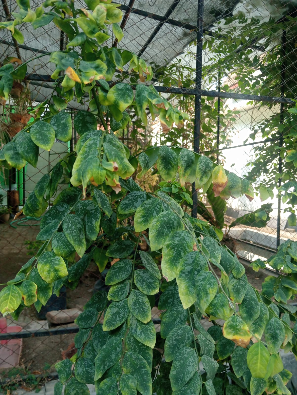 Katuk hias variegata
