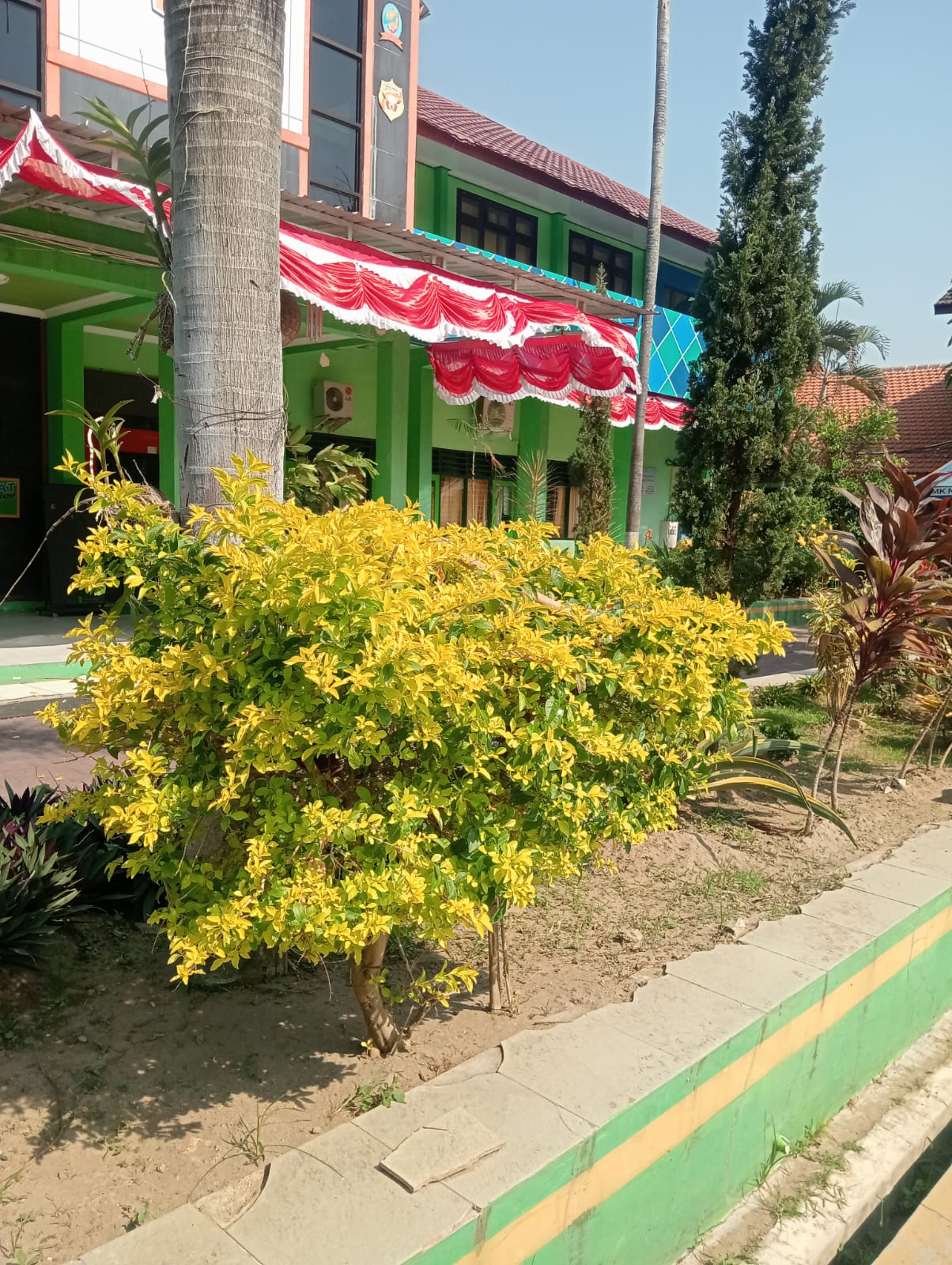 Pangkas Kuning