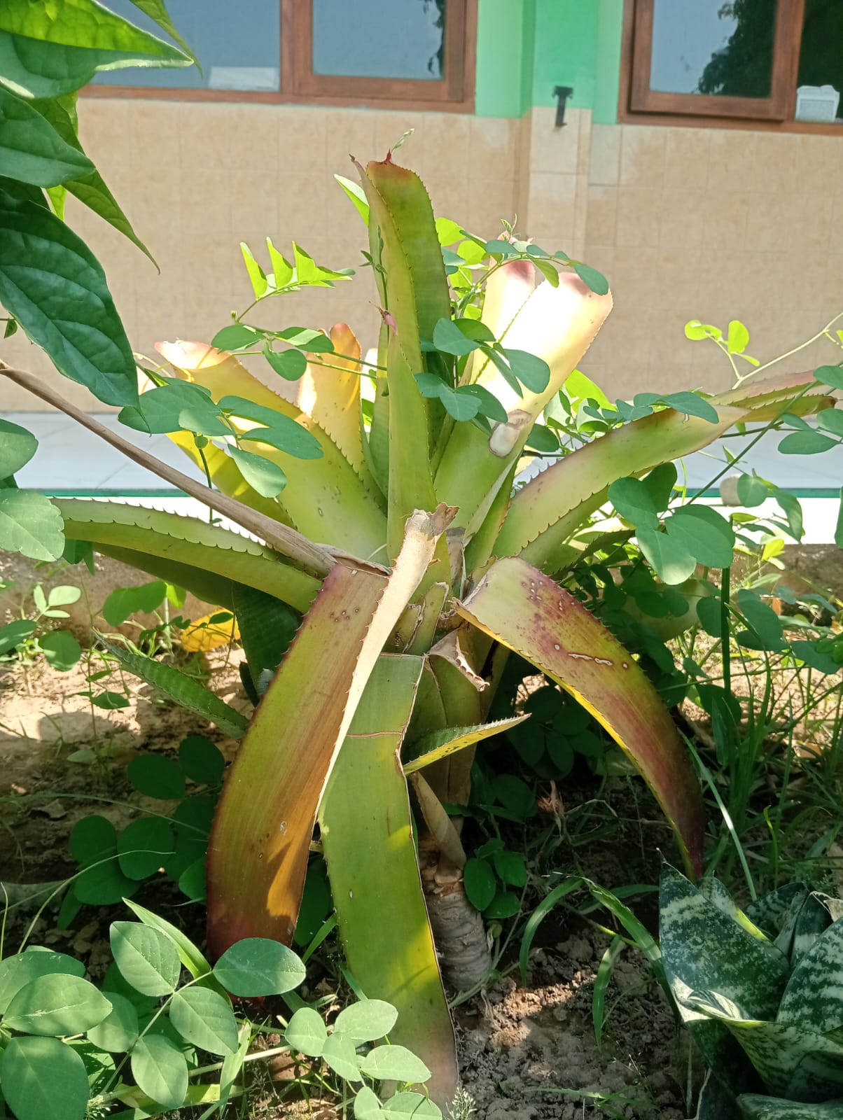Nanas hias