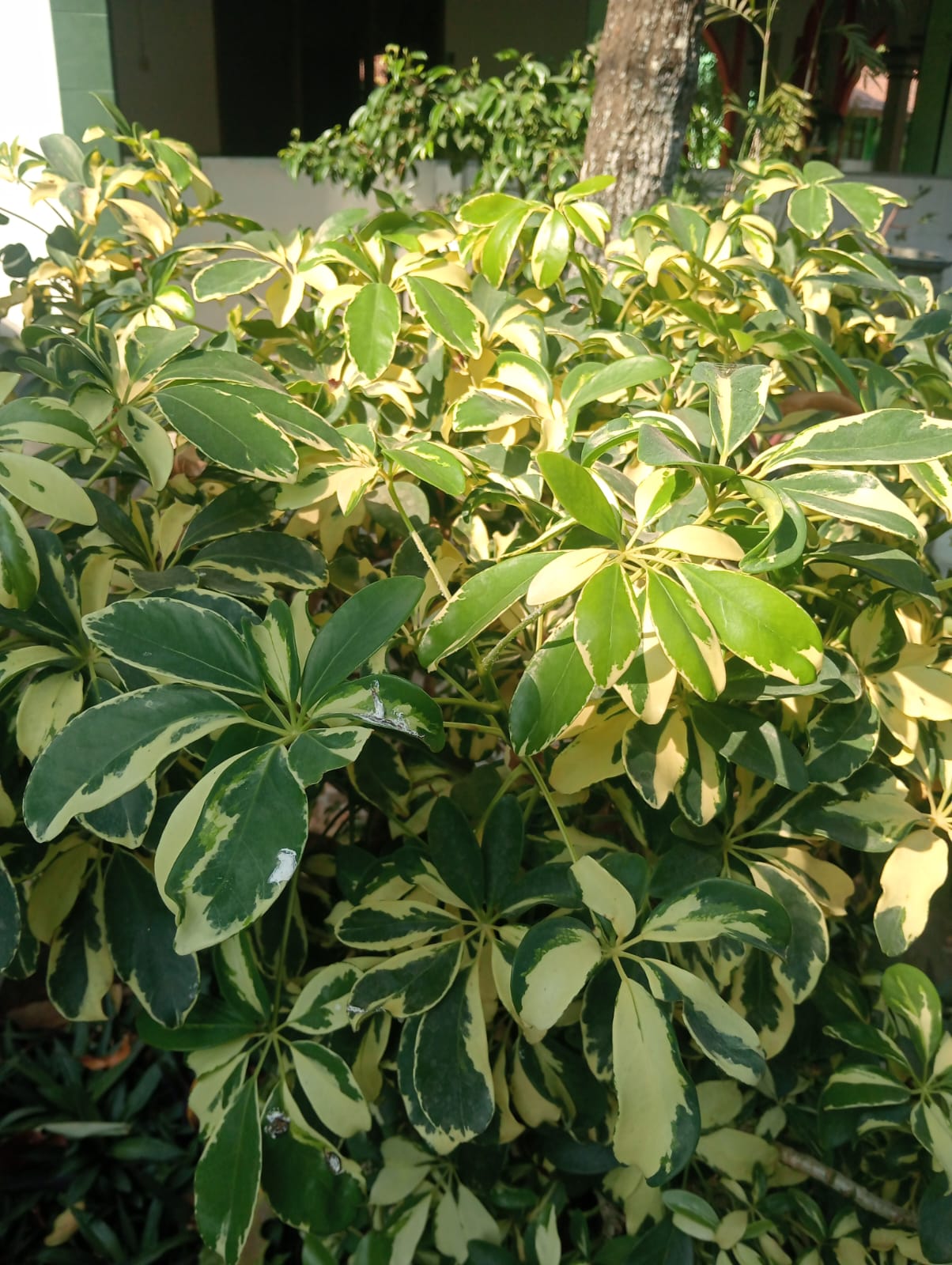 Walisongo Variegata