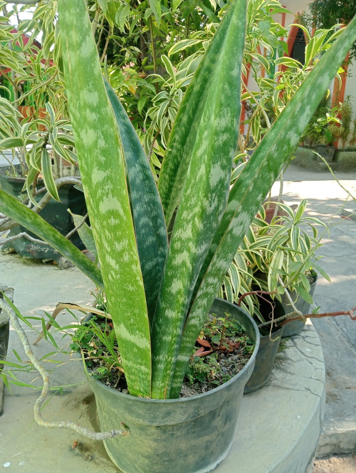 Lidah mertua