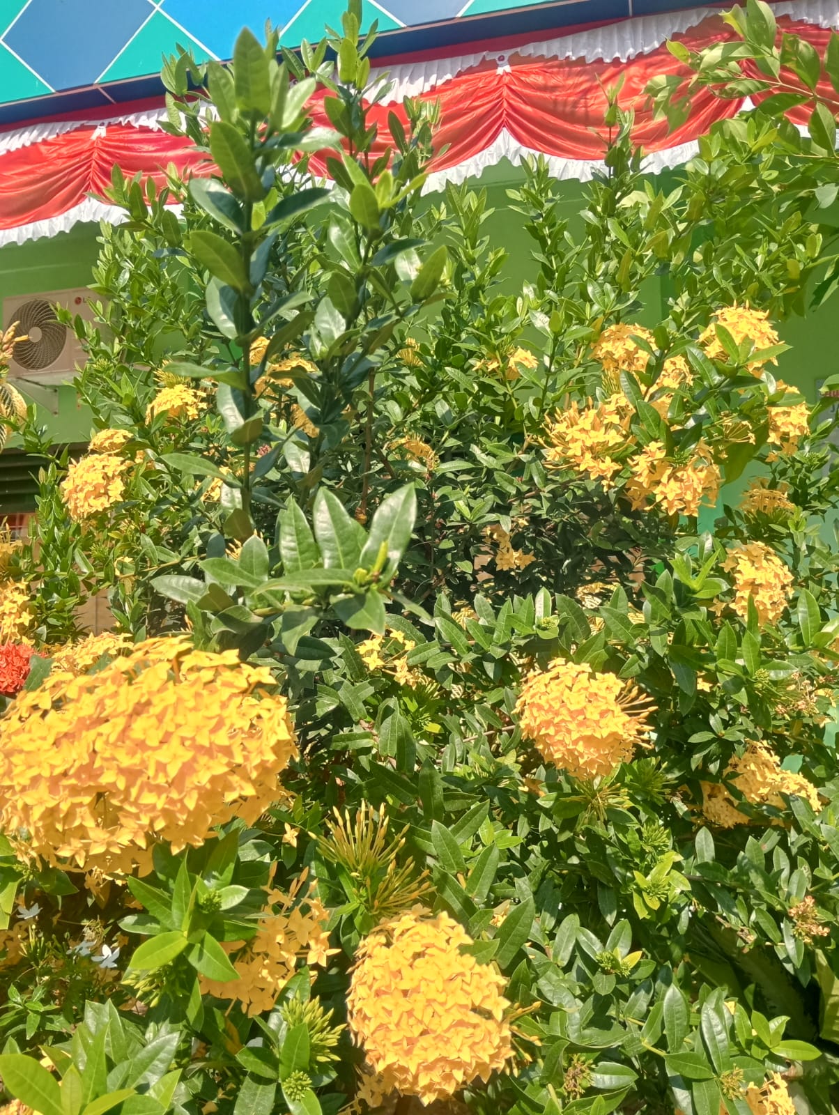Bunga asoka