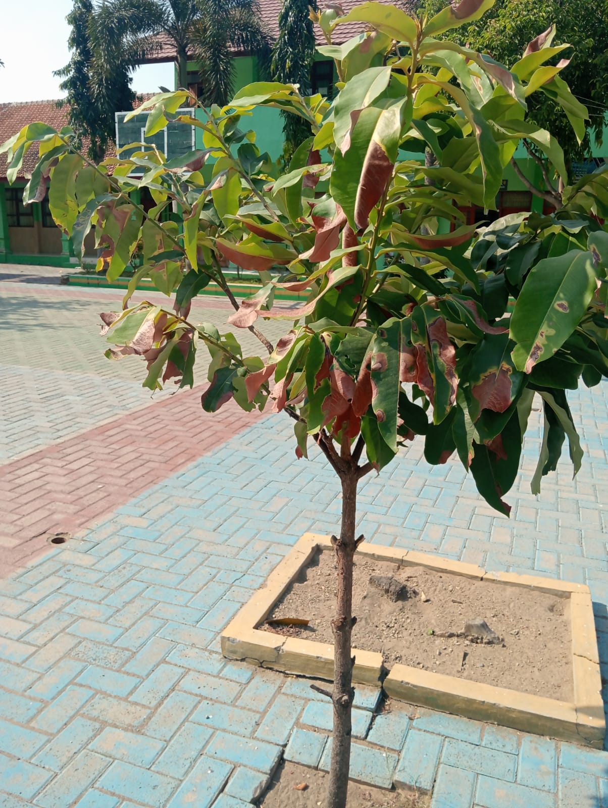 Pohon buah mentega
